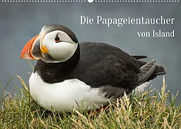 Kalender Die Papageientaucher von Island (Wandkalender 2022 DIN A2 quer) von Inxtagenumdiewelt.de