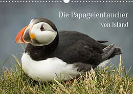 Kalender Die Papageientaucher von Island (Wandkalender 2022 DIN A3 quer) von Inxtagenumdiewelt