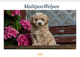 Kalender Maltipoo Welpen (Wandkalender 2022 DIN A3 quer) von Tanja Schultz