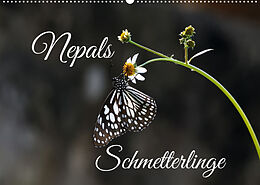 Kalender Nepals Schmetterlinge (Wandkalender 2022 DIN A2 quer) von Andreas Hennighaußen