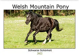Kalender Welsh Mountain Pony - Schwarze Schönheit (Wandkalender 2022 DIN A2 quer) von Meike Bölts