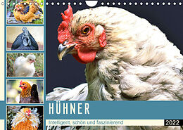 Kalender Hühner. Intelligent, schön und faszinierend (Wandkalender 2022 DIN A4 quer) von Rose Hurley