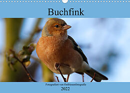 Kalender Buchfink - Fotografiert von Ostfriesenfotografie (Wandkalender 2022 DIN A3 quer) von Christina Betten - Ostfriesenfotografie