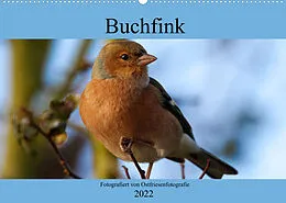 Kalender Buchfink - Fotografiert von Ostfriesenfotografie (Wandkalender 2022 DIN A2 quer) von Christina Betten - Ostfriesenfotografie