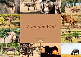 Kalender Esel der Welt - Lieblings Langohren (Wandkalender 2022 DIN A3 quer) von Meike Bölts