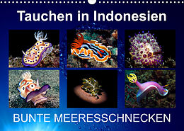 Kalender Tauchen in Indonesien - BUNTE MEERESSCHNECKEN (Wandkalender 2022 DIN A3 quer) von Kathrin Landgraf-Kluge