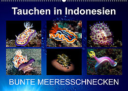 Kalender Tauchen in Indonesien - BUNTE MEERESSCHNECKEN (Wandkalender 2022 DIN A2 quer) von Kathrin Landgraf-Kluge