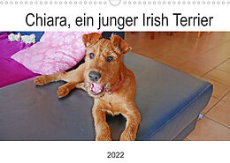 Kalender Chiara, ein junger Irish Terrier (Wandkalender 2022 DIN A3 quer) von Claudia Schimon
