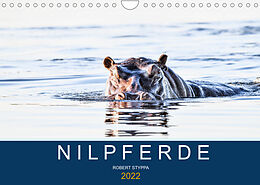 Kalender Nilpferde, Kolosse in Afrika (Wandkalender 2022 DIN A4 quer) von Robert Styppa