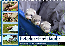 Kalender Frettchen - Freche Kobolde (Wandkalender 2023 DIN A3 quer) von Bodo Schmidt
