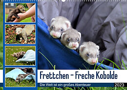 Kalender Frettchen - Freche Kobolde (Wandkalender 2023 DIN A2 quer) von Bodo Schmidt