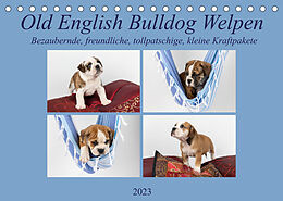 Kalender Old English Bulldog Welpen (Tischkalender 2023 DIN A5 quer) von Fotodesign Verena Scholze