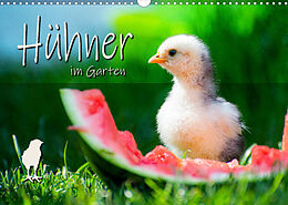 Kalender Hühner im Garten (Wandkalender 2023 DIN A3 quer) von Fotografie Zabel