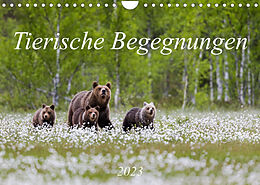 Kalender Tierische Begegnungen (Wandkalender 2023 DIN A4 quer) von Daniela Beyer (Moqui)