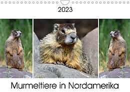 Kalender Murmeltiere in Nordamerika (Wandkalender 2023 DIN A4 quer) von Dieter Wilczek