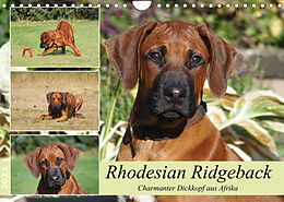 Kalender Rhodesian Ridgeback - Charmanter Dickkopf aus Afrika (Wandkalender 2023 DIN A4 quer) von Birgit Bodsch