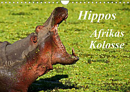Kalender Hippos - Afrikas Kolosse (Wandkalender 2023 DIN A4 quer) von Wibke Woyke