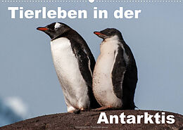 Kalender Tierleben in der Antarktis (Wandkalender 2023 DIN A2 quer) von Jürgen Wöhlke