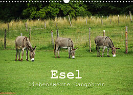 Kalender Esel - liebenswerte Langohren (Wandkalender 2023 DIN A3 quer) von Christine Hutterer