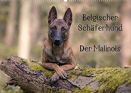 Kalender Belgischer Schäferhund - Der Malinois (Wandkalender 2023 DIN A2 quer) von Tanja Brandt