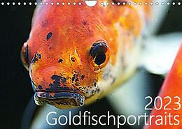Kalender Goldfischportraits (Wandkalender 2023 DIN A4 quer) von Hanne Wirtz