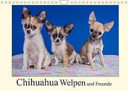 Kalender Chihuahua Welpen und Freunde (Wandkalender 2023 DIN A4 quer) von Gabriela Wejat-Zaretzke