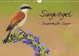 Kalender Singvögel - Zauberhafte Sänger (Wandkalender 2023 DIN A4 quer) von Daniel Ottmann