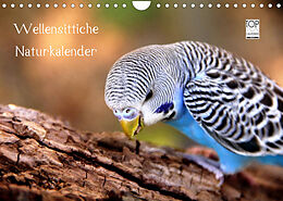 Kalender Wellensittiche - Naturkalender (Wandkalender 2023 DIN A4 quer) von Björn Bergmann