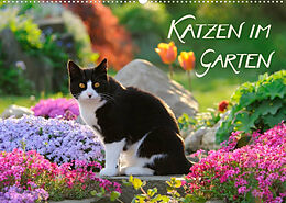 Kalender Katzen im Garten (Wandkalender 2023 DIN A2 quer) von Katho Menden