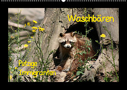 Kalender Waschbären (Wandkalender 2023 DIN A2 quer) von Antje Lindert-Rottke