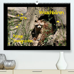 Kalender Waschbären (Premium, hochwertiger DIN A2 Wandkalender 2023, Kunstdruck in Hochglanz) von Antje Lindert-Rottke