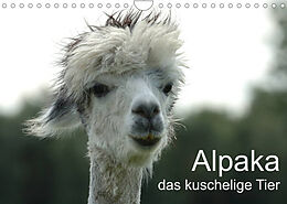 Kalender Alpaka, das kuschelige Tier (Wandkalender 2023 DIN A4 quer) von Peter Brömstrup