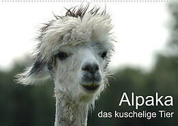 Kalender Alpaka, das kuschelige Tier (Wandkalender 2023 DIN A2 quer) von Peter Brömstrup