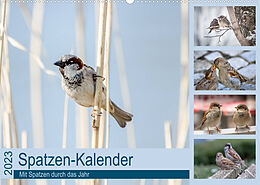 Kalender Spatzen-Kalender (Wandkalender 2023 DIN A2 quer) von Marianne Drews
