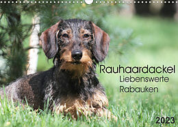 Kalender Liebenswerte Rabauken - Rauhaardackel (Wandkalender 2023 DIN A3 quer) von Barbara Mielewczyk