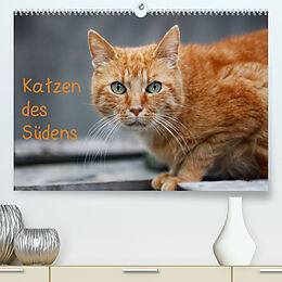 Kalender Katzen des Südens (Premium, hochwertiger DIN A2 Wandkalender 2023, Kunstdruck in Hochglanz) von Claudia Möckel / Lucy L!u
