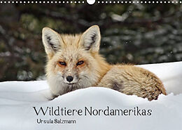 Kalender Wildtiere Nordamerikas (Wandkalender 2023 DIN A3 quer) von Ursula Salzmann