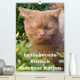 Kalender bezaubernde Britisch Kurzhaar Katzen (Premium, hochwertiger DIN A2 Wandkalender 2023, Kunstdruck in Hochglanz) von Fotodesign Verena Scholze