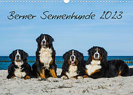 Kalender Berner Sennenhund 2023 (Wandkalender 2023 DIN A3 quer) von Sigrid Starick