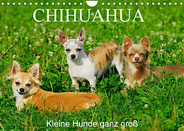 Kalender Chihuahua - Kleine Hunde ganz groß (Wandkalender 2023 DIN A4 quer) von Sigrid Starick