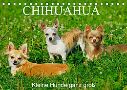 Kalender Chihuahua - Kleine Hunde ganz groß (Tischkalender 2023 DIN A5 quer) von Sigrid Starick