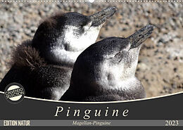 Kalender Magellan-Pinguine (Wandkalender 2023 DIN A2 quer) von Flori0