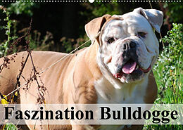 Kalender Faszination Bulldogge (Wandkalender 2023 DIN A2 quer) von Elisabeth Stanzer