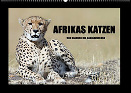 Kalender Afrikas Katzen (Wandkalender 2023 DIN A2 quer) von Angelika Stern