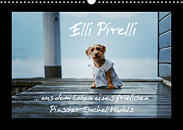Kalender Elli Pirelli... aus dem Leben eines fröhlichen Pinscher-Dackel-Mädels (Wandkalender 2023 DIN A3 quer) von Kathrin Köntopp