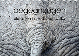 Kalender begegnungen - elefanten im südlichen afrika (Wandkalender 2023 DIN A2 quer) von rsiemer