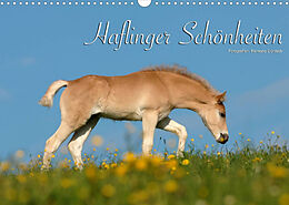 Kalender Haflinger Schönheiten (Wandkalender 2023 DIN A3 quer) von Ramona Dünisch - www.Ramona-Duenisch.de