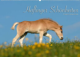 Kalender Haflinger Schönheiten (Wandkalender 2023 DIN A2 quer) von Ramona Dünisch - www.Ramona-Duenisch.de