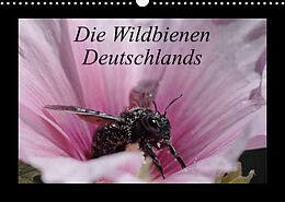 Kalender Die Wildbienen Deutschlands (Wandkalender 2023 DIN A3 quer) von Jeroen Everaars