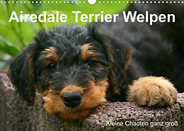 Kalender Airedale Terrier Welpen (Wandkalender 2023 DIN A3 quer) von Susan Milau